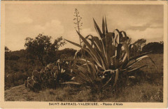 Saint Raphael Plantes d'Aloes France