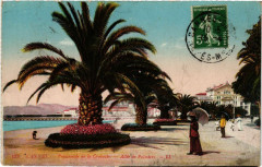 Cannes - Promenade de la Croisette - Alle de Palmiers à Cannes