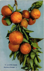 La Cote d'Azur Branches d'Oranges -
													06 Alpes Maritimes
												