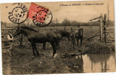 L'Elevage en Perche - Pulains a l'abreuvoir