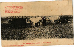 En Beauce - Boeufs atteles a une Charrure Brabant