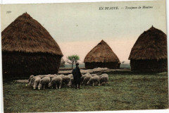 En Beauce - Troupeau de moutons