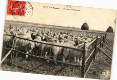 En Beauce - Un parc a moutons