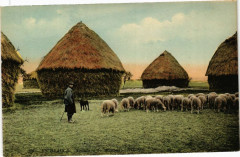 En Beauce - Troupeau de moutons