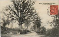 Foret de Chateau la Valliere La Chene de la Vierge