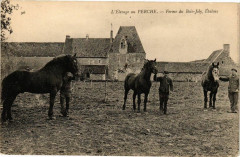 L'elevage au Perche-Ferme du Bois-Joly Etalons