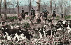 Chasse en Foret -
													41 Loir et Cher
												