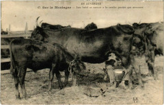 En Auvergne-sur-la Motagne Lou bedel