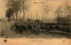 Scene du Centre - Attelages limousins