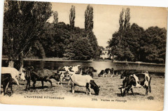 L'Auvergne Pittoresque - Vaches au Paturage