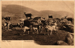 Hautes Vosges
