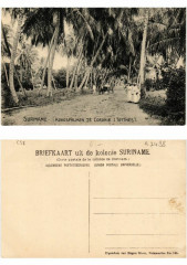Pc Suriname - Kokospalmen te Coronie (Tottnes)