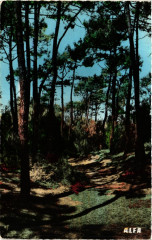 Touquet Paris-Plage La Foret
