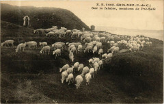 Gris-Nez - Sur la falaise moutons de Pré-Sale