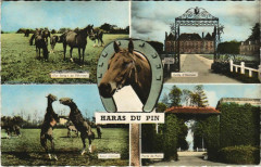 Haras du Pin France
