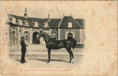 Haras du Pin Flacon, Etalon de pur sang anglais France