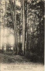 Foret de Belleme-Les sept Chénes