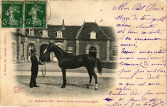 Haras-du-Pin - Fourire , etalon de pur à Ri