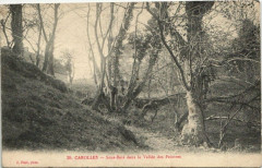 Carolles - sous-Bois dans la Vallée des Peintres à Carolles