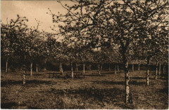 Pommiers en fleurs - En Normandie