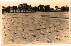 Cimetiere militaire