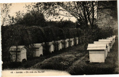 Jardin - Un coin du Rucher