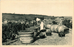 Scene de Vendange au Mesni sur Oger