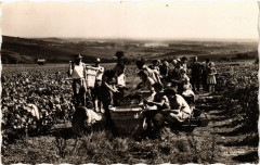 Ay - Scene de vendanges -
													51 Marne
												
