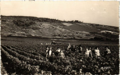 Ay - Scene de vendanges