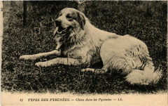 Types des Pyrenées Chien dans les Pyrenées -
													65 Hautes Pyrénées
												