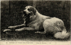 Scenes et Types des Pyrenées Chien des Pyrenées