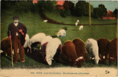 Les Pyrenées Moutons au paturage -
													65 Hautes Pyrénées
												