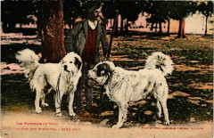 Les Pyrenées Chiens des Pyrenées-Deux Amis à Ens
