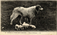 Scenes et Types des Pyrenées - Chiens de Montagne à Ens