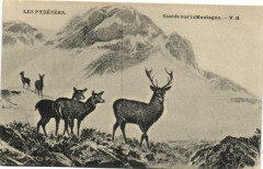 Les Pyrenées Izards sur Montagne à Mont