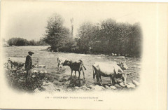 Pyrenées Vaches au bord du Gave -
													65 Hautes Pyrénées
												