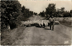 Le Troupeau de Moutons et son Berger France