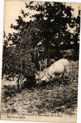 Chercheur de Truffes