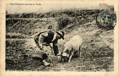 Deux Perigords trouvant la Truffe