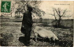Perigords cherchant la truffe