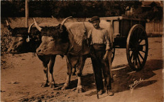 Type Basque - Attelage de Boeufs