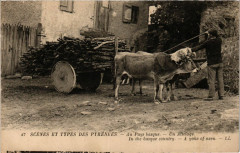 Scenes et Types des Pyrenées - Au Pays Basque - Un Attelage