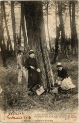 Landes Cueillette de la Resine