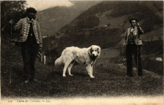 Chien des Pyrenées