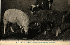 Les Pyrenées - Moutons de Pyrenes