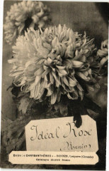 Ecrire Chrysanthemes-Bonnin Lesparre