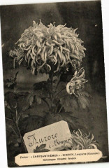 Ecrire Chrysanthemes-Bonnin Lesparre -
													33 Gironde
												