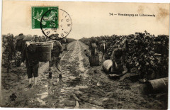 Vendanges En libournais -
													33 Gironde
												