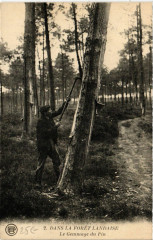 Landes - Dans la Foret Landaise - Le Gemmage du Pin - Folklore