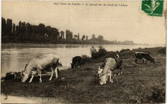 Dans les Landes - Le Pacage sur les Bords de l'Adour